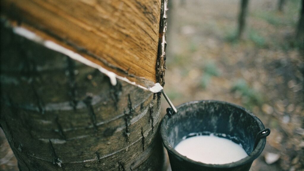 Close-up image of a rubber tree being tapped for latex