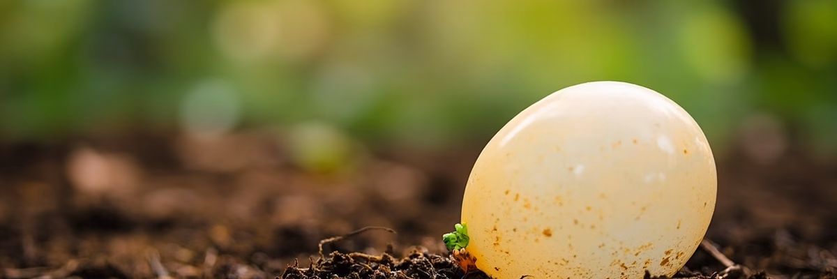 Natural latex balloons decomposing in soil